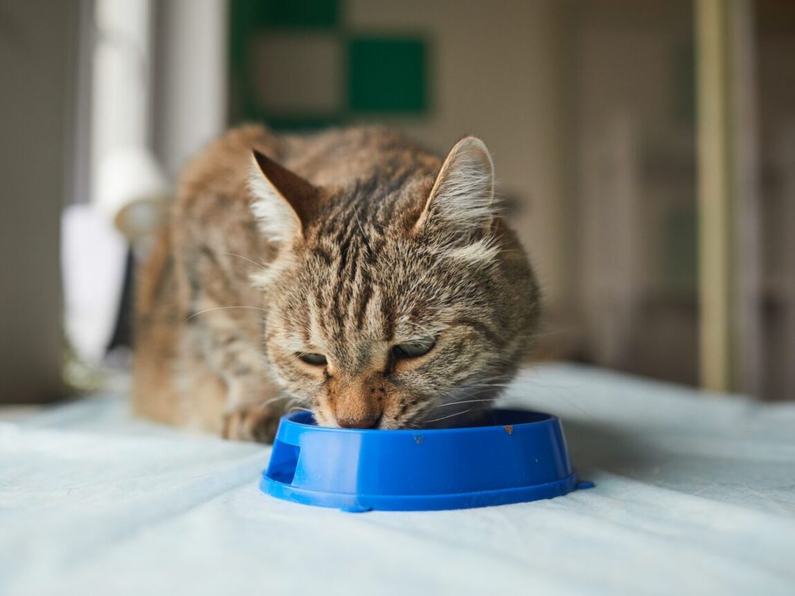 Comment les vitamines et minéraux assurent une alimentation équilibrée pour votre chat ?