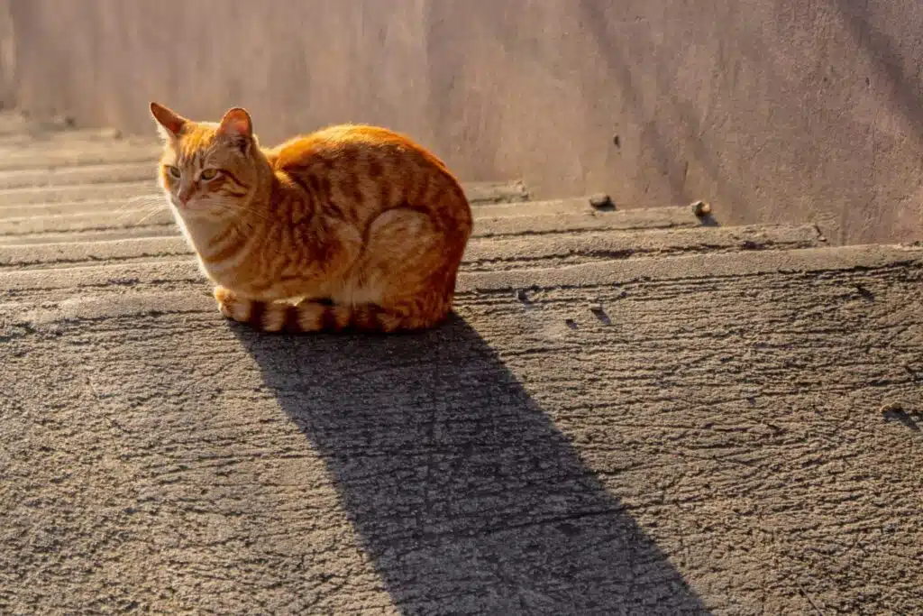 Comment la lumière naturelle peut-elle améliorer le bien-être des chats ?