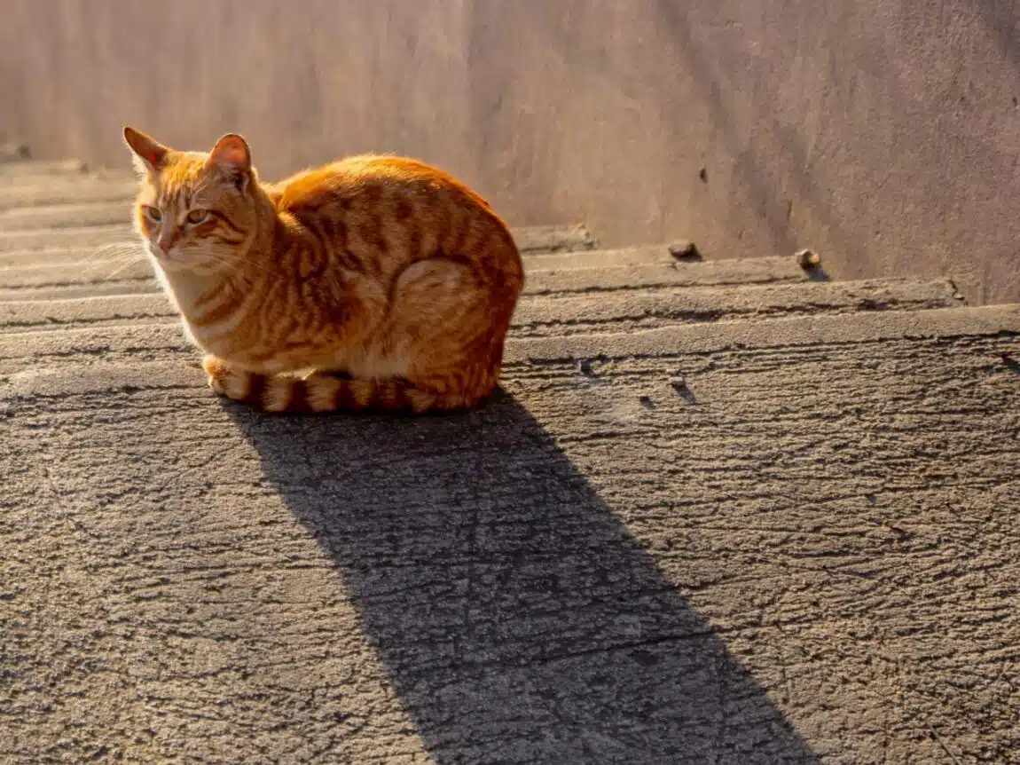 Comment la lumière naturelle peut-elle améliorer le bien-être des chats ?