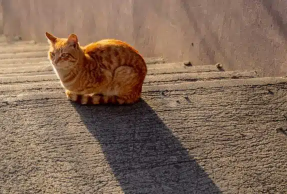 Comment la lumière naturelle peut-elle améliorer le bien-être des chats ?
