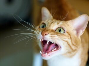 Les avantages de la vocalisation des chats sur notre santé