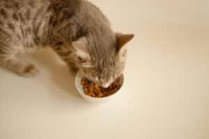 Nutrition optimale des chats grâce aux glucides
