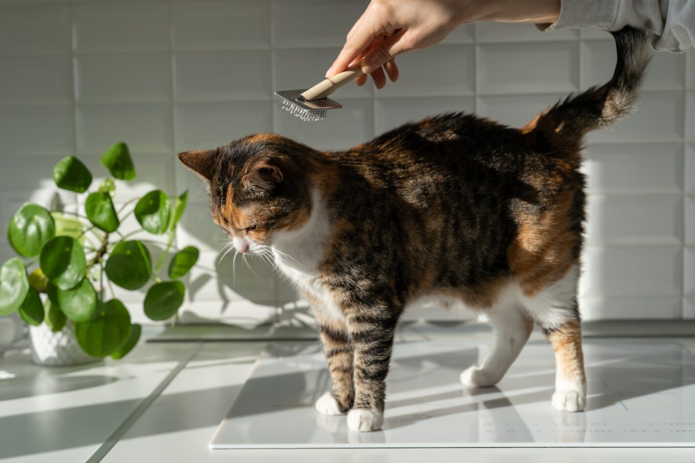 Brosse De Toilettage Pour Chat En Forme De Durian - Poils Souples Pour Massage Et épilation - Poignée En Bois