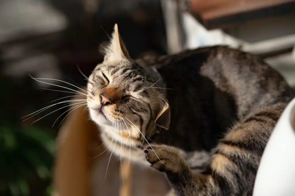 Infestation de puces chez le chat : comment traiter et l'éviter ?