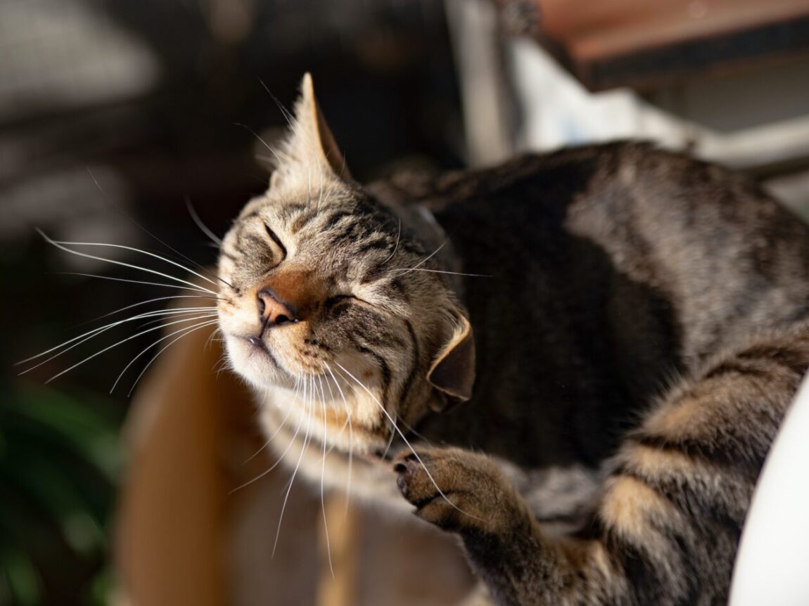 Infestation de puces chez le chat : comment traiter et l'éviter ?