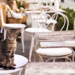 croquette royal canin renal chat