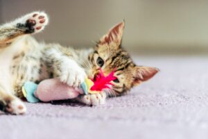 Comment le comportement de jeu chez le chat peut améliorer la santé