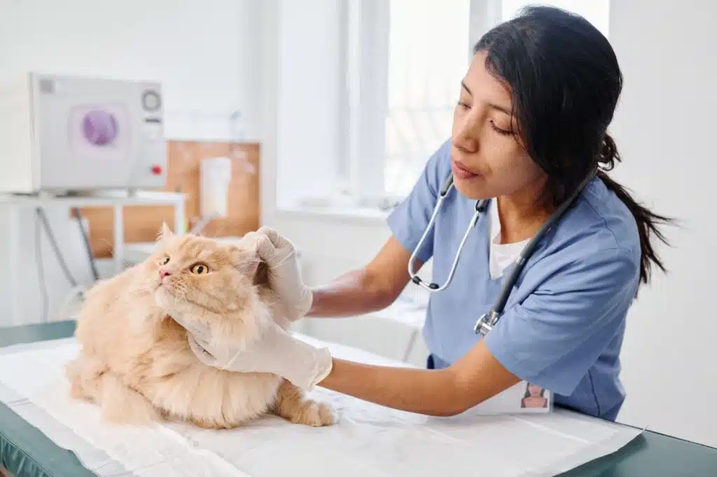 Santé des yeux et des oreilles des chats âgés