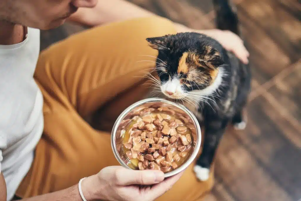 L'univers des avantages et des inconvénients de la diète crue pour les chats