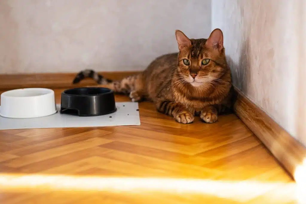 Problèmes comportementaux courants chez les chats