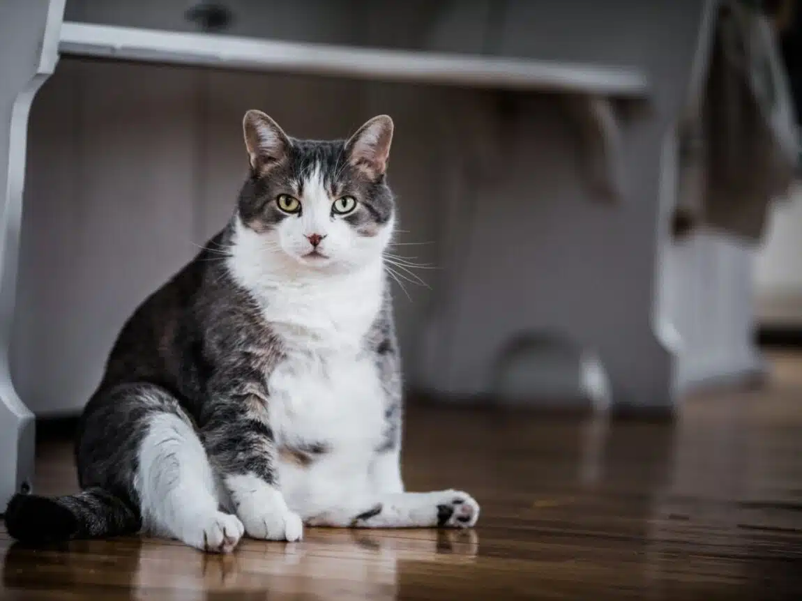Comment les propriétaires de chats peuvent prévenir l'obésité et ses risques pour la santé