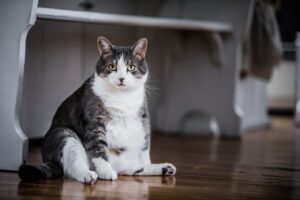 Comment les propriétaires de chats peuvent prévenir l'obésité et ses risques pour la santé