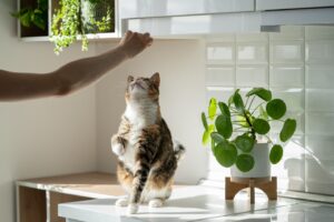Les bienfaits de l'éducation des chats pour éviter les problèmes de comportement et garantir une bonne santé