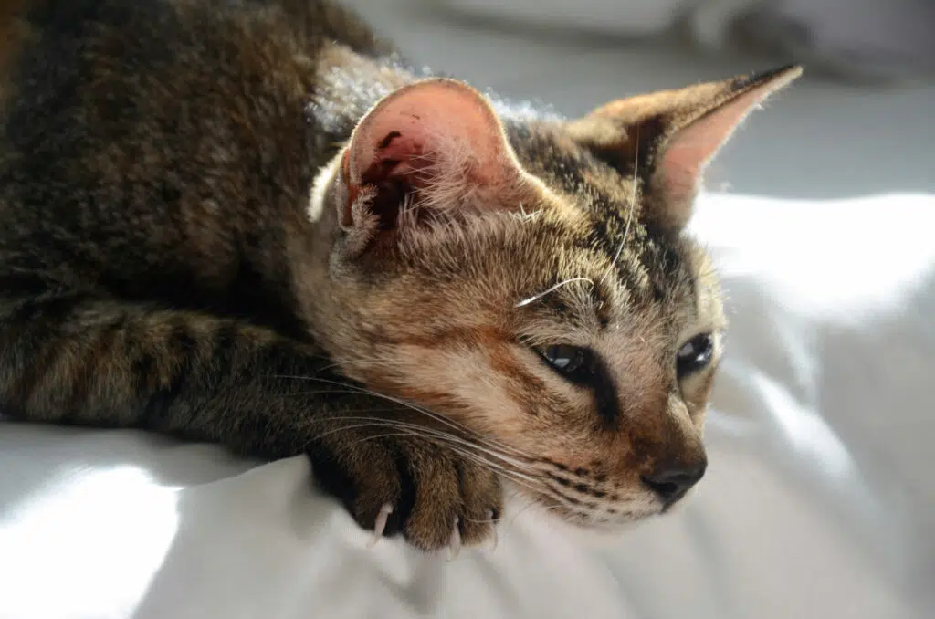 Anxiété de séparation du chat