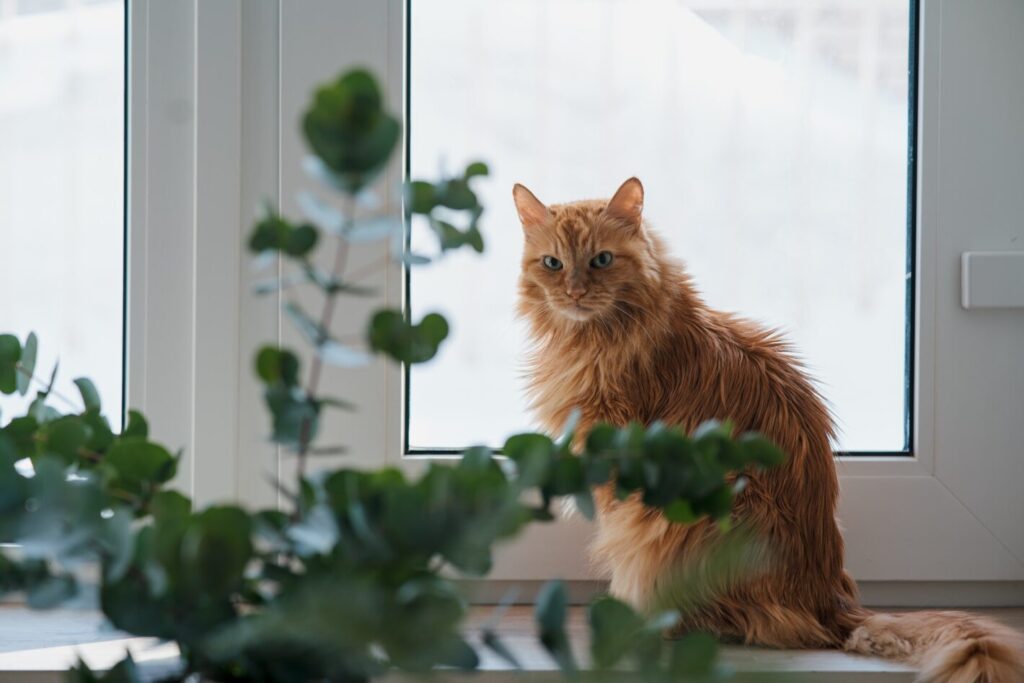 Comment adapter l'environnement selon les besoins des chats âgés ?