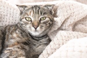 Comment comprendre et traiter l'anxiété de séparation chez les chats ?