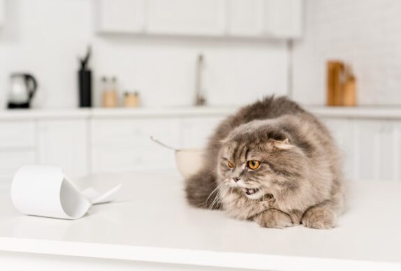 Les troubles compulsifs chez le chat et leur impact sur la santé