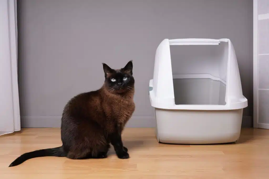 Les risques sanitaires des problèmes de litière chez les chats