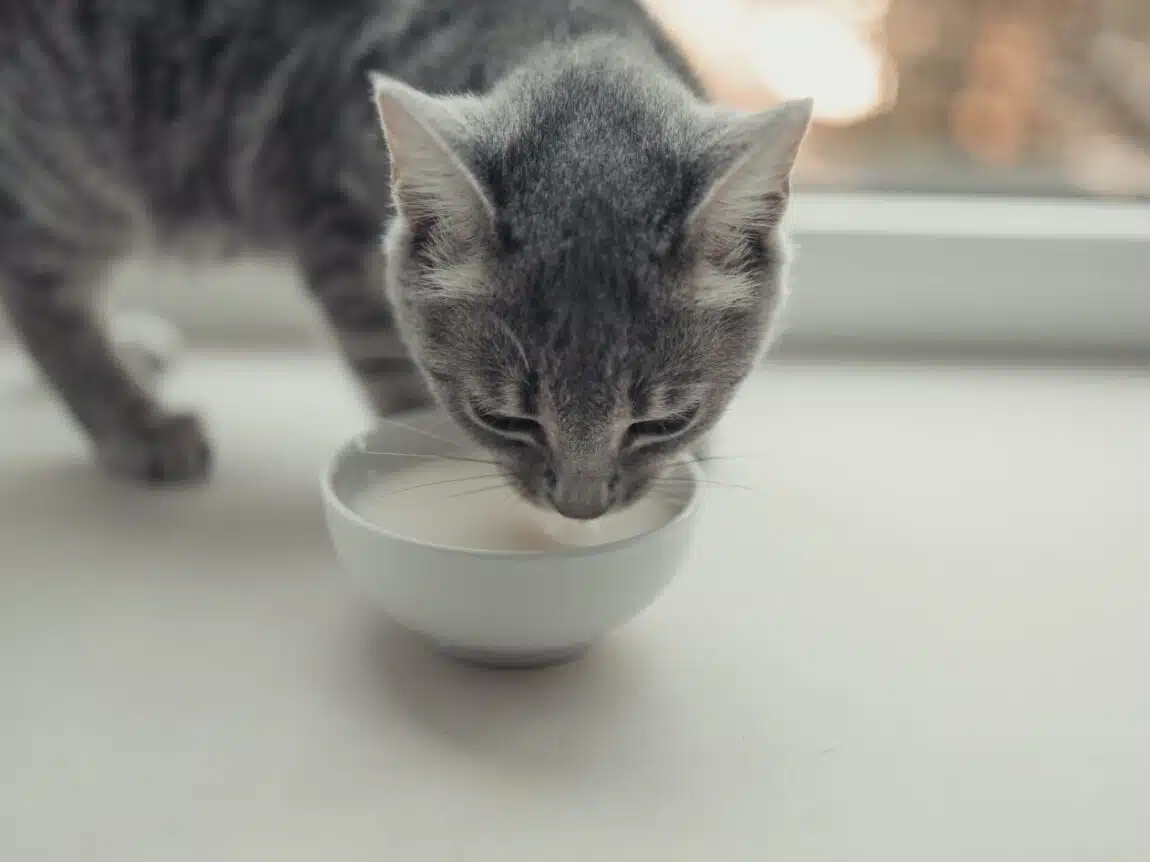 Les incroyables bienfaits de l'alimentation humide pour les chats