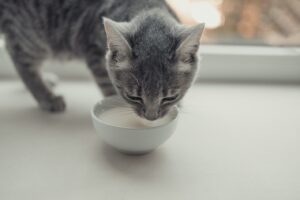 Les incroyables bienfaits de l'alimentation humide pour les chats