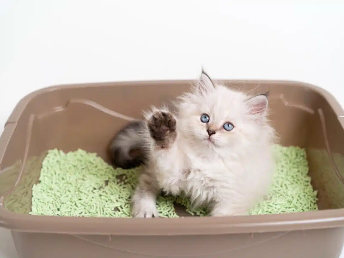 Comment bien jeter la litière végétale des chats: Guide des meilleures pratiques