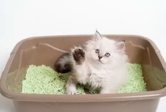 Comment bien jeter la litière végétale des chats: Guide des meilleures pratiques