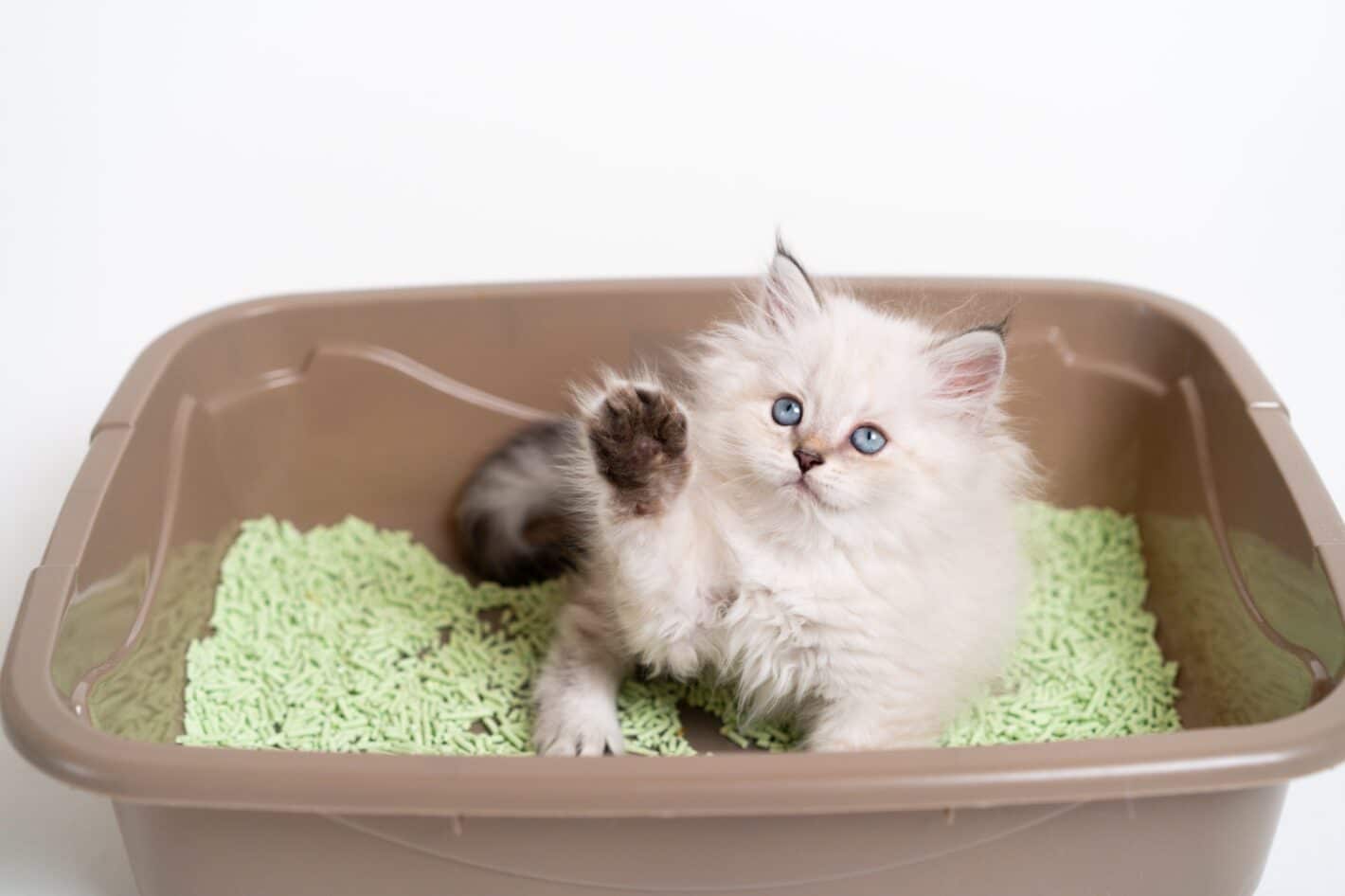 Comment bien jeter la litière végétale des chats Guide des meilleures pratiques Caats