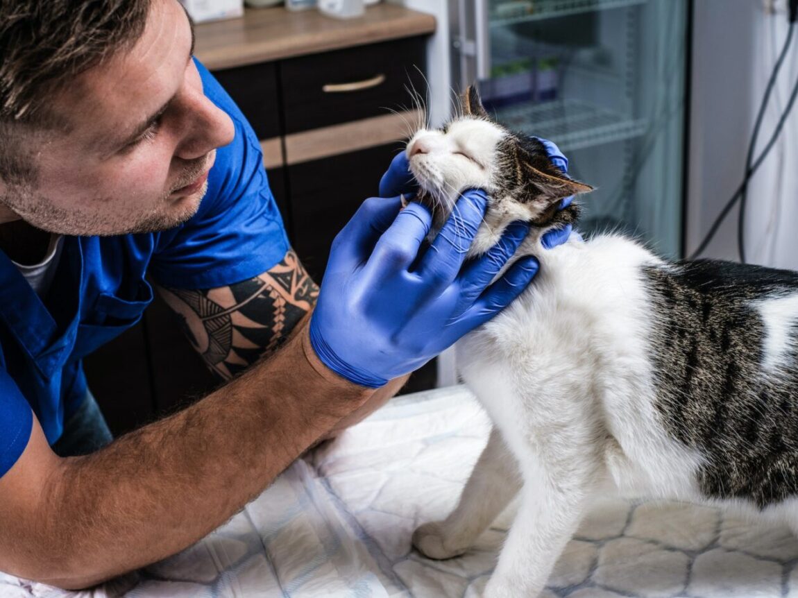 Comment préserver la santé bucco-dentaire de votre chat âgé