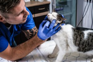 Comment préserver la santé bucco-dentaire de votre chat âgé