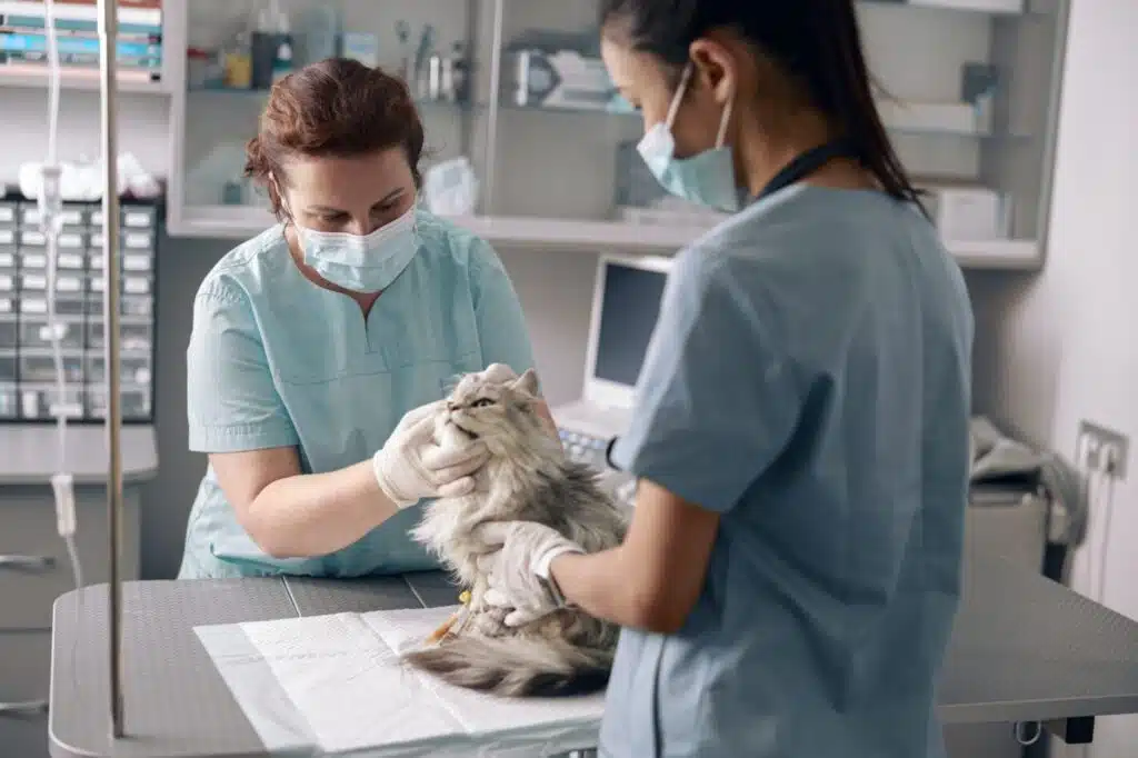 Comment la pollution sonore affecte-t-elle sérieusement la santé des chats