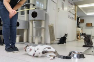 La socialisation des chats et son impact sur la santé