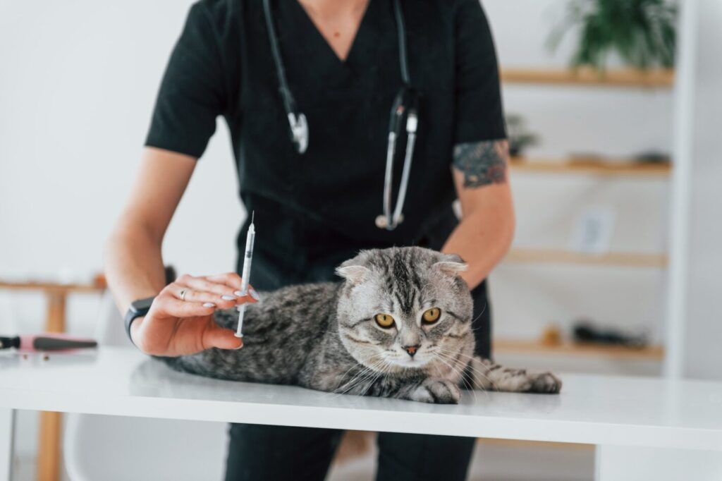 Comment bien prévenir et vacciner votre chat vétéran ?