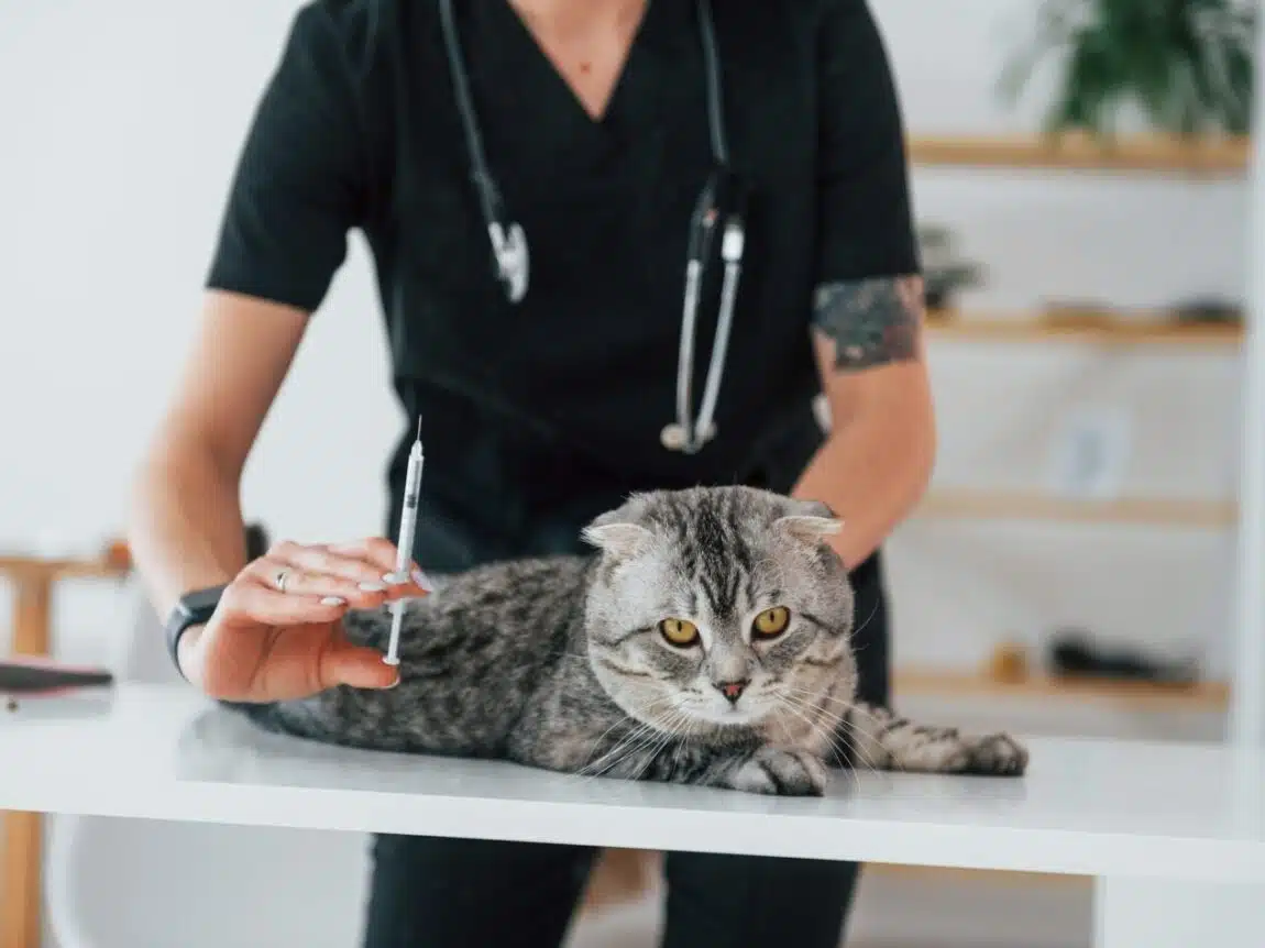 Comment bien prévenir et vacciner votre chat vétéran ?