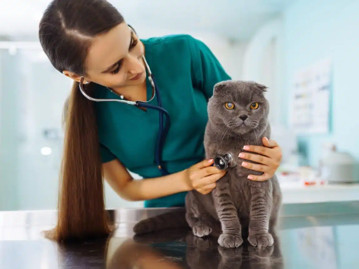 Solutions de prévention et de traitement contre l'arthrite des chats âgés