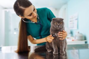 Solutions de prévention et de traitement contre l'arthrite des chats âgés
