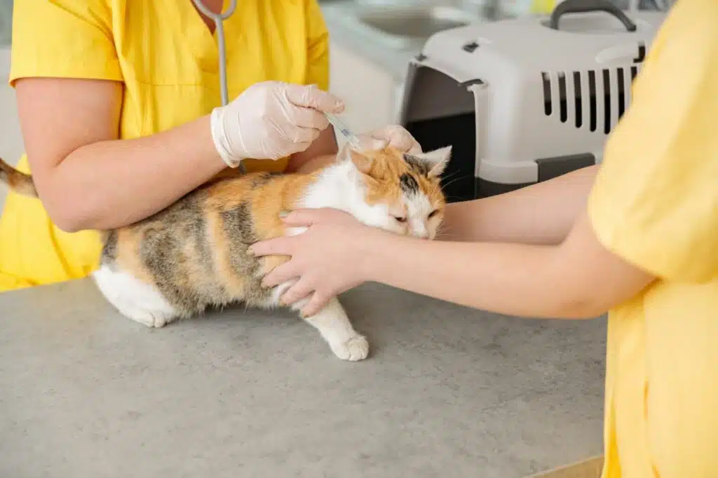 Les dangers de l'humidité pour la santé des chats