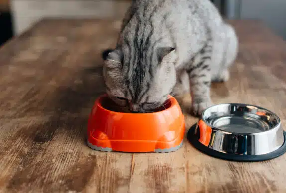 Recette pour chat : pâtée de lapin-carotte-semoule rapide