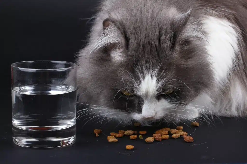 chat rationné en croquettes