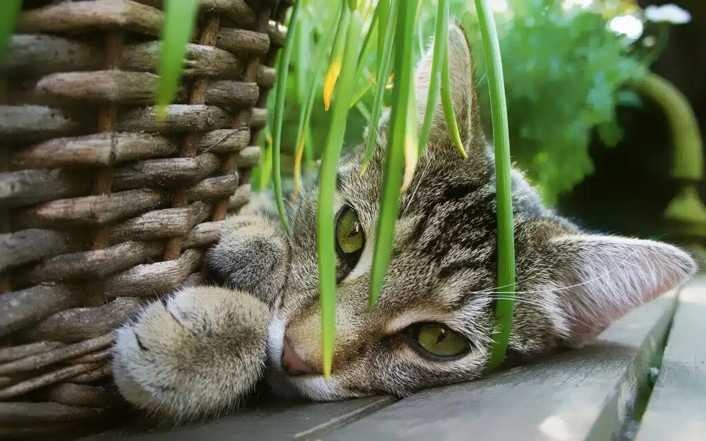 cat, garden, basket