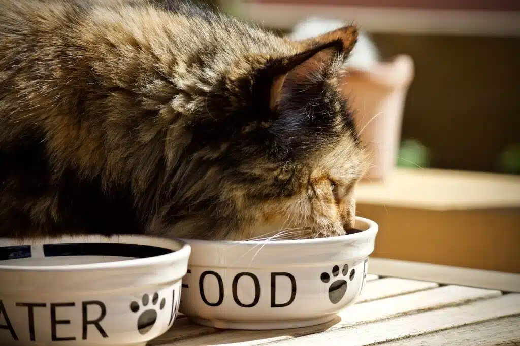 cat, feline, bowl for animals