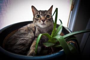 aloes et chat 