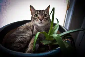 aloes et chat 