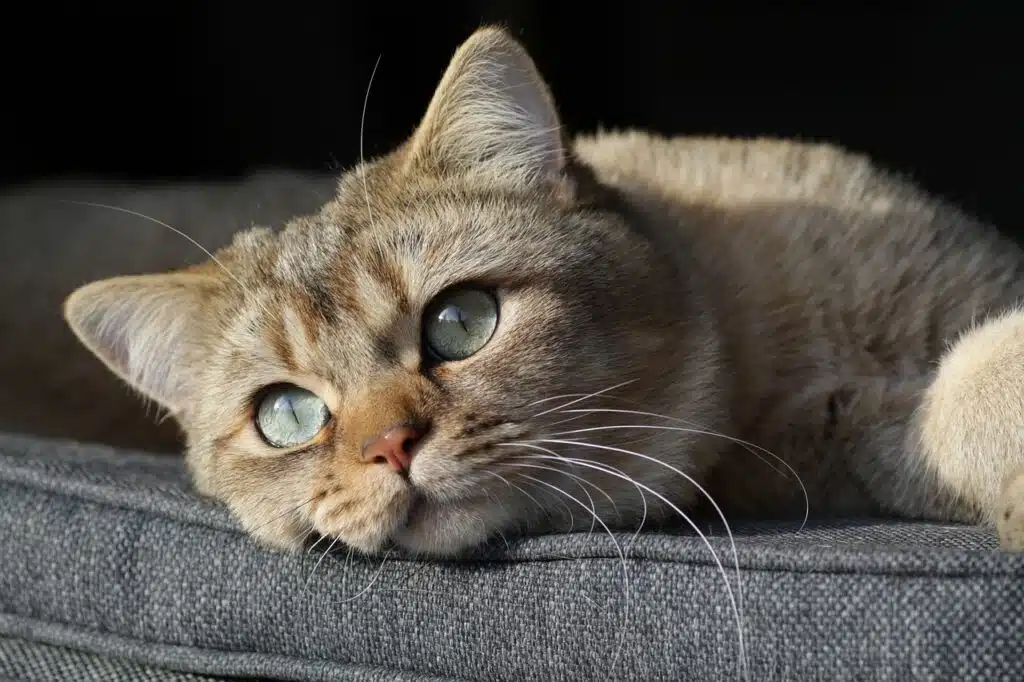 cat, kitten, british shorthair