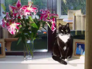 chat à coté d'un bouquet de Lys