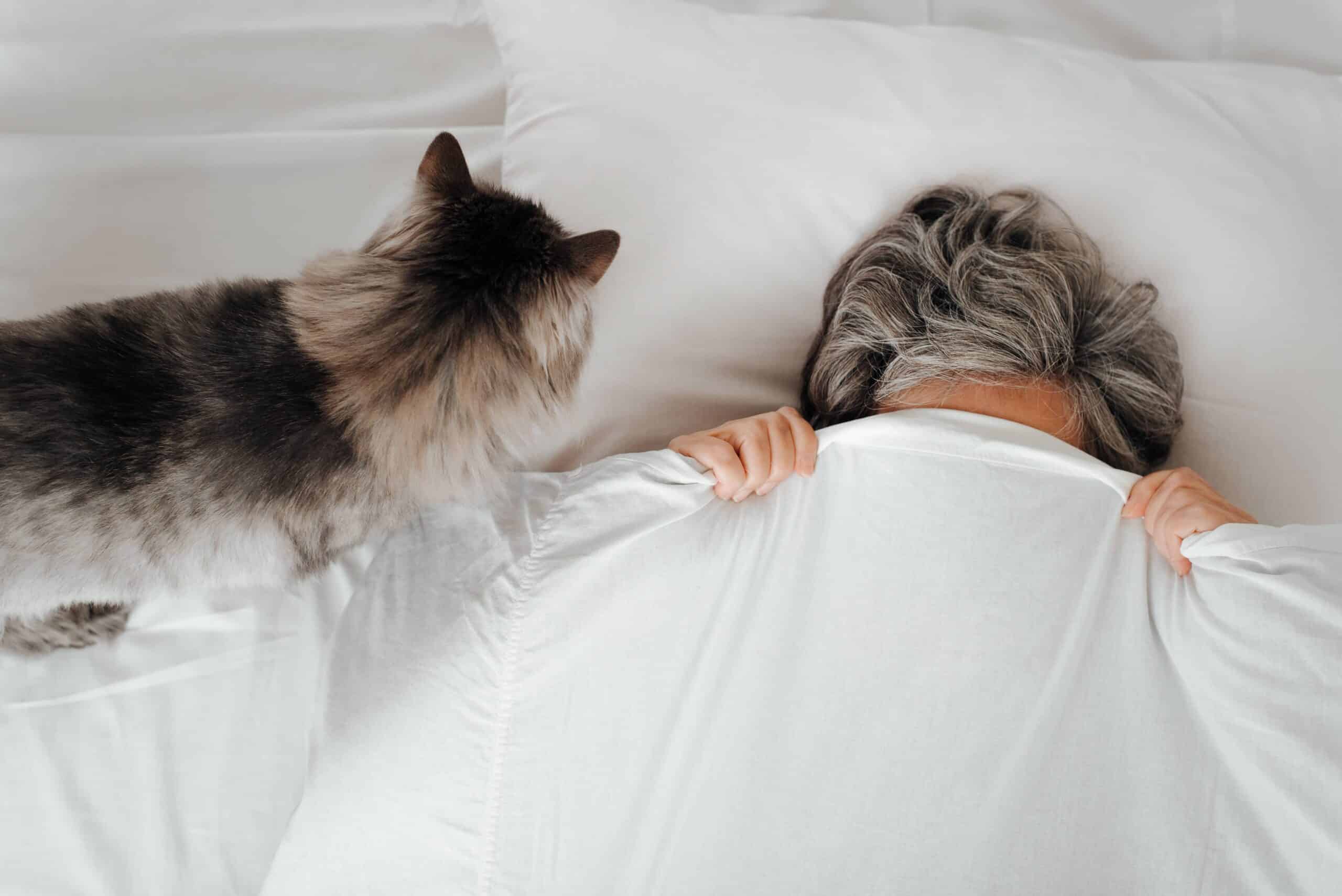 Pourquoi Ton Chat Te R veille La Nuit Caats pourquoi-ton-chat-te-r-veille-la-nuit-caats