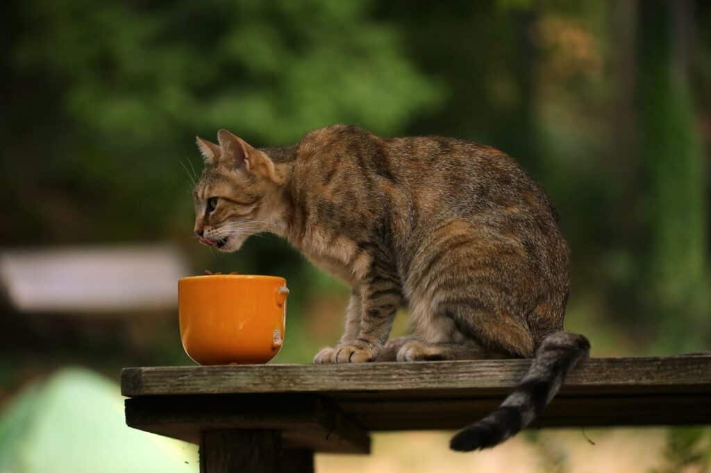 chat qui mange dans un bol à l'extérieur
