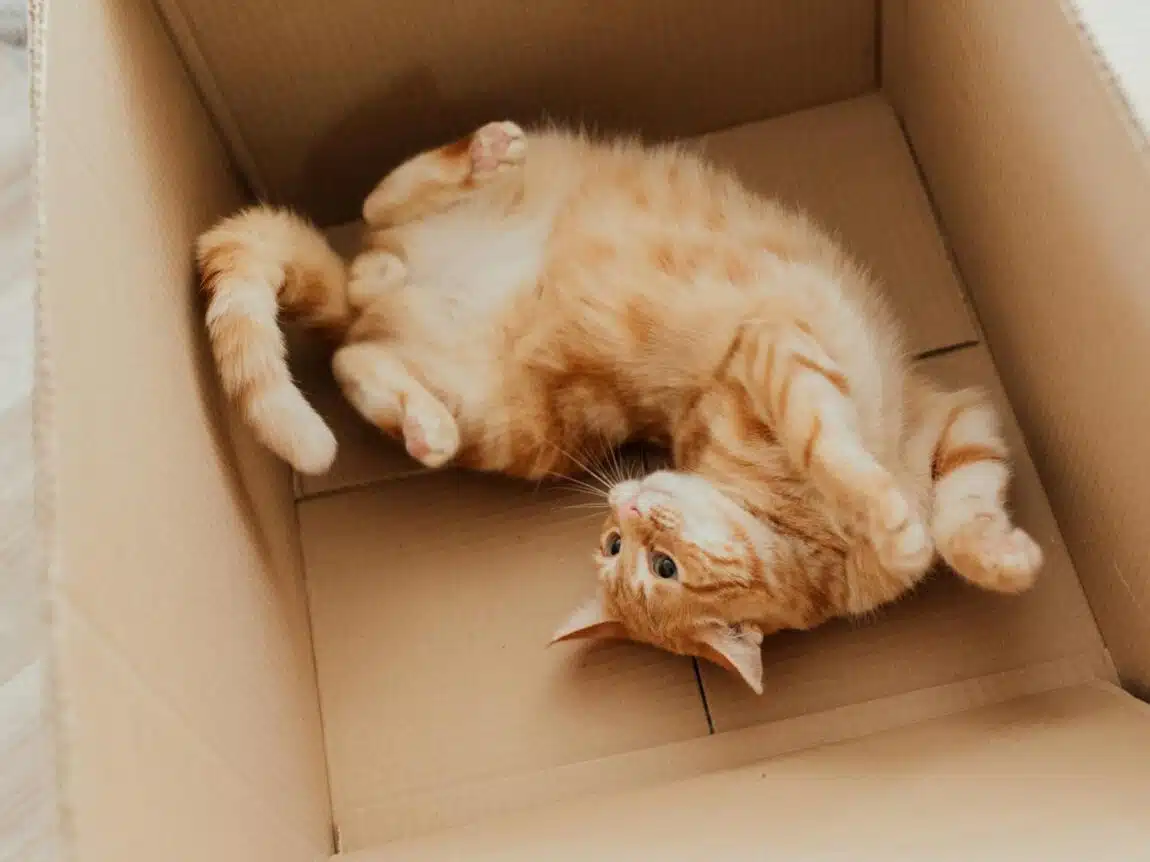 chat roux carton