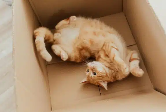 chat roux carton
