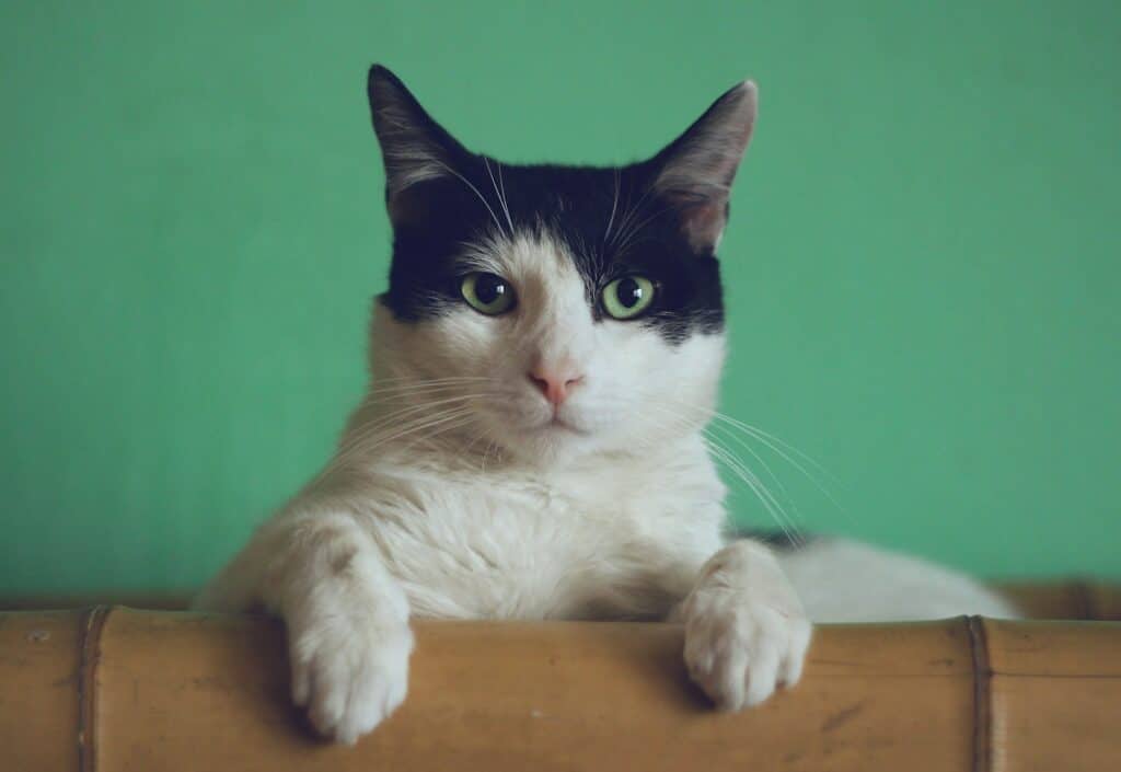 chat dans une boite