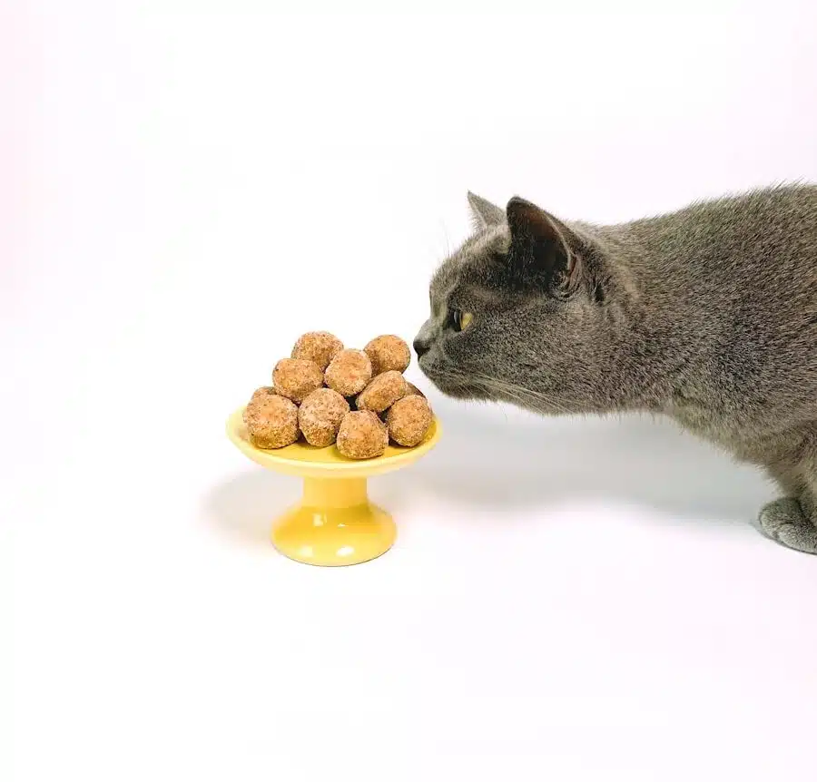 chat qui sent un plat de croquettes
